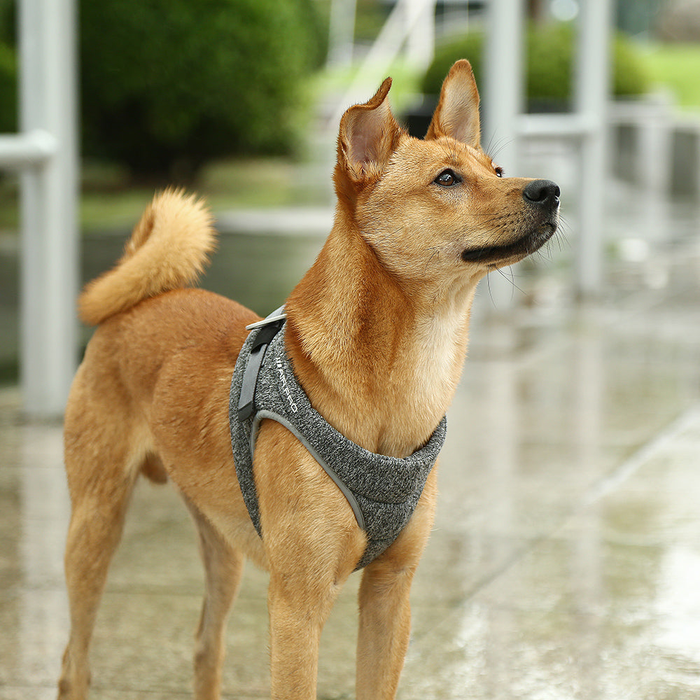 Keep Your Dog Comfortable and Secure with the Air Pro Harness