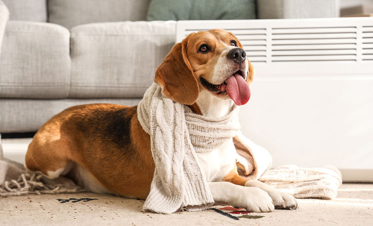 How To Keep Dog Healthy & Happy