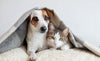 Tips To Keep Pet Safe In Summer