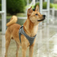 Keep Your Dog Comfortable and Secure with the Air Pro Harness
