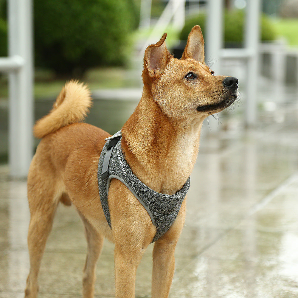 Keep Your Dog Comfortable and Secure with the Air Pro Harness