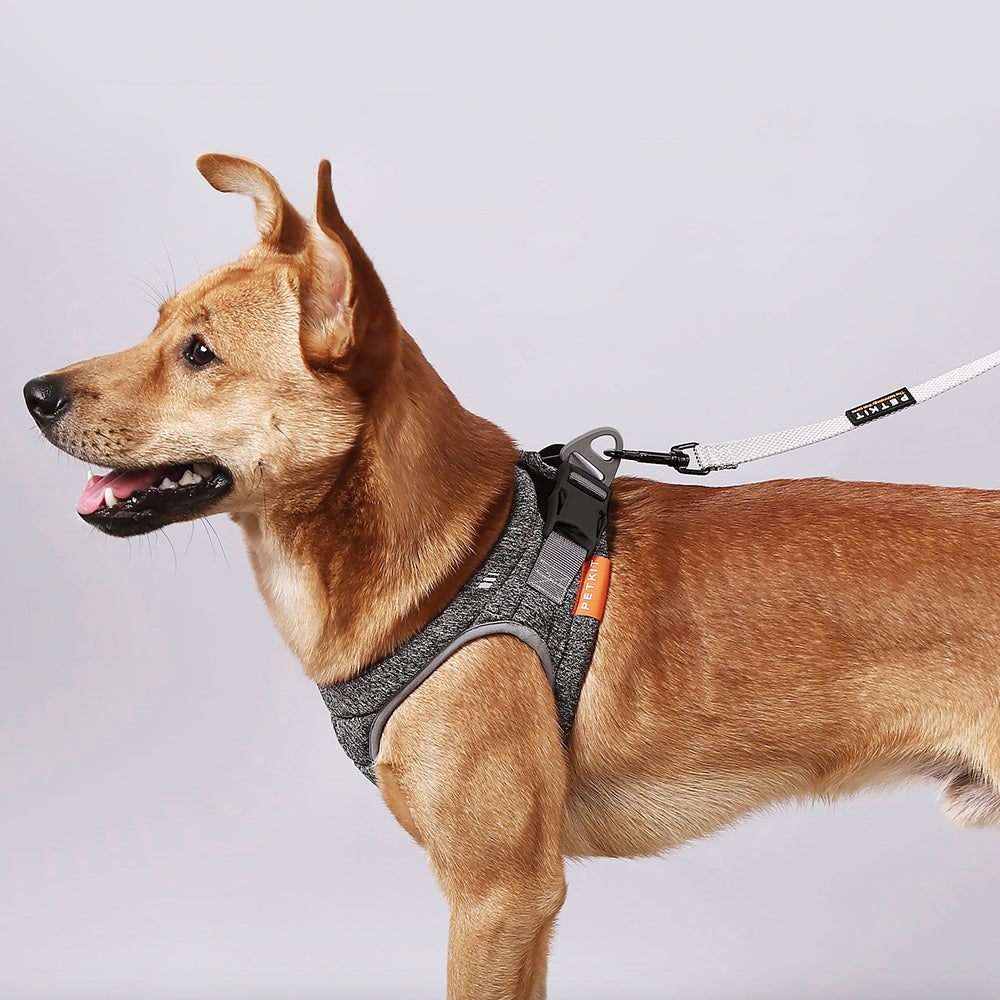 Keep Your Dog Comfortable and Secure with the Air Pro Harness